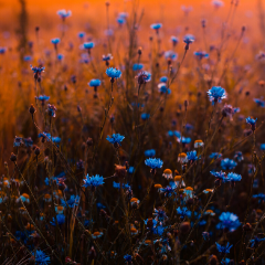 Cornflower fllower field with sunset