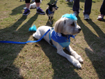 Walk to dFeet MND Walk to dFeet MND